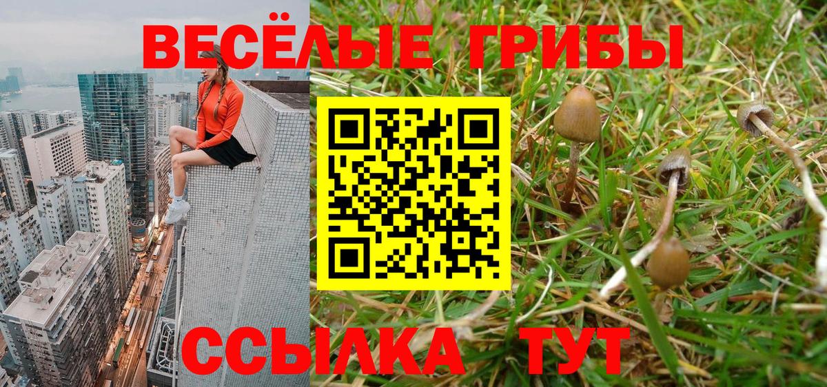сколько стоит  Псилоцибиновые грибы GOLDEN TEACHER  Ачхой-Мартан  Вход с VPN  Псилоцибиновые грибы Psilocybe 